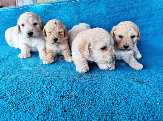 Pamukşeker Gibi Yavrular görsel