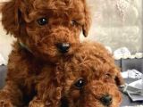 Red Brawn Toy Poodle Bebekler Anne Yanından