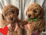 Red Brawn Toy Poodle Bebekler Anne Yanından