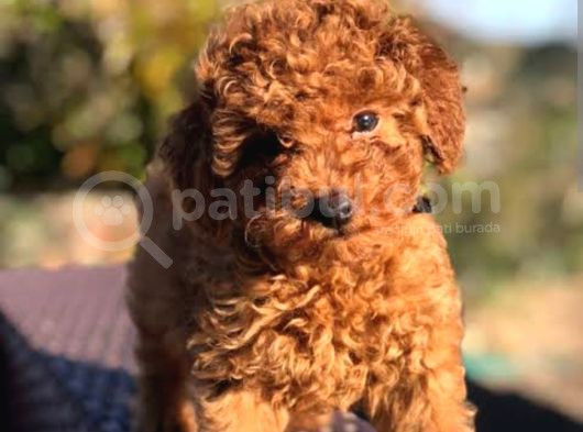 Red Brawn Toy Poodle Bebekler Anne Yanından