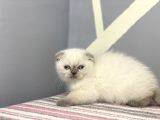 Safkan ve ırk garantili yavrularımız