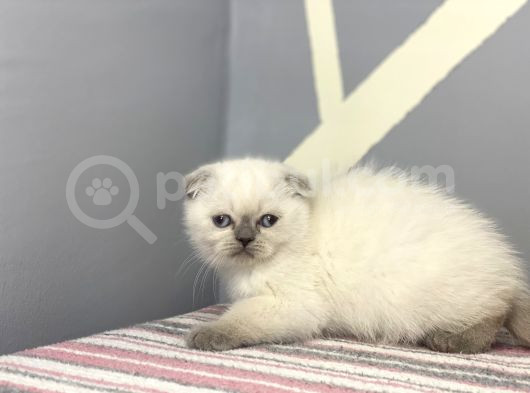 Safkan Ve Irk Garantili Yavrularımız