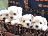 Ev Doğumu Maltese Bebegimiz