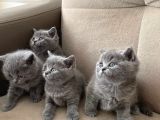 Britishshorthair Scottishfold