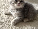 2 Aylık yavru british shorthair gri safkan