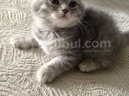 2 Aylık Yavru British Shorthair Gri Safkan