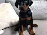 Anatomi Harikası Gerçek King Doberman Lar