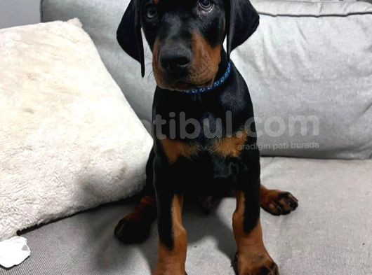 Anatomi Harikası Gerçek King Doberman Lar görsel