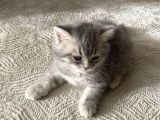2 Aylık Yavru British Shorthair Gri Safkan