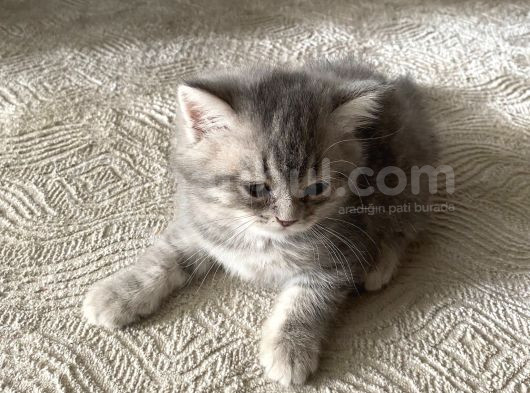2 Aylık Yavru British Shorthair Gri Safkan görsel