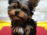 Teacup Erkek  Yorkshire Terrier  Yavrumuz