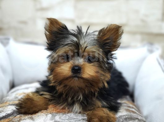 Teacup Erkek  Yorkshire Terrier  Yavrumuz görsel