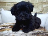 Orjinal Teacup Maltepoo