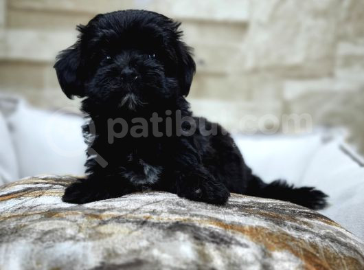 Orjinal Teacup Maltepoo görsel