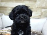 Orjinal Teacup Maltepoo