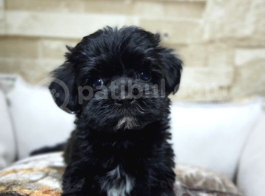 Orjinal Teacup Maltepoo görsel