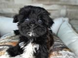 Orjinal Teacup Maltepoo