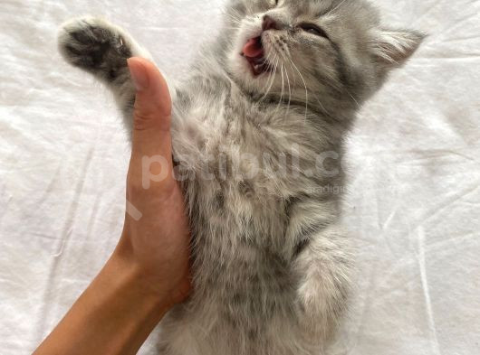 2 Aylık Yavru British Shorthair Gri Safkan görsel