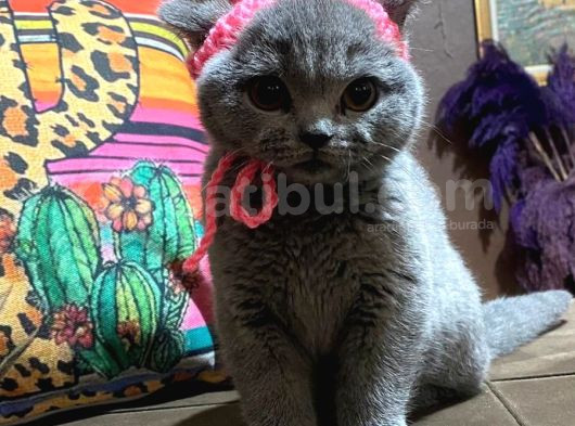 2 Aylık Gri Oyuncu Yavru Kedi
