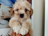 Kahve tonlu mini boy puppy sevimli yavrular MALTİPO CİNSİ 