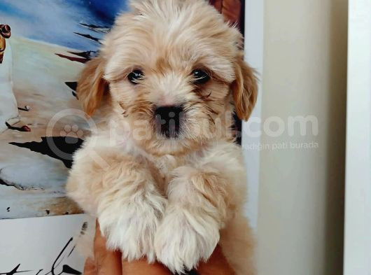 Kahve Tonlu Mini Boy Puppy Sevimli Yavrular Malti̇po Ci̇nsi̇ 