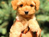 Kahve Tonlu Mini Boy Puppy Sevimli Yavrular Malti̇po Ci̇nsi̇ 