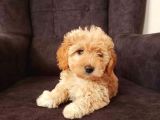 Kahve tonlu mini boy puppy sevimli yavrular MALTİPO CİNSİ 