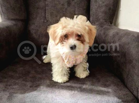 Kahve Tonlu Mini Boy Puppy Sevimli Yavrular Malti̇po Ci̇nsi̇  görsel