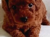 Erkek Disi Toy Poodle Yavrularimiz