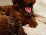 Erkek Disi Toy Poodle Yavrularimiz