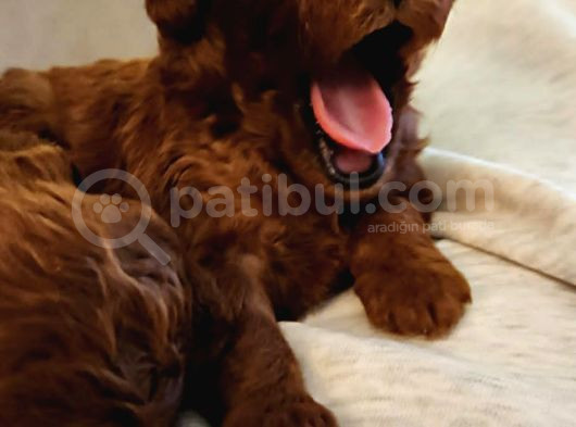Erkek Disi Toy Poodle Yavrularimiz görsel