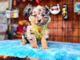 Dunyani̇n En Zeki̇ Irki Merle Border Collie