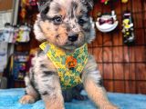 Dunyani̇n En Zeki̇ Irki Merle Border Collie