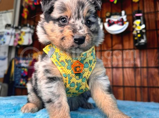 Dunyani̇n En Zeki̇ Irki Merle Border Collie görsel