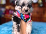 Dunyani̇n En Zeki̇ Irki Merle Border Collie