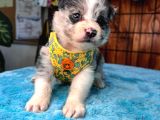 DUNYANİN EN ZEKİ IRKI MERLE BORDER COLLIE