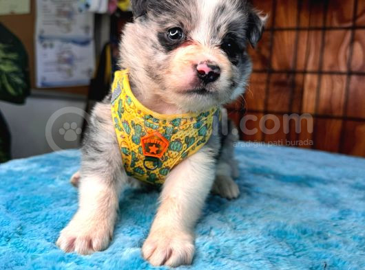Dunyani̇n En Zeki̇ Irki Merle Border Collie