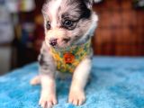 Border collie bebekler için acele edin