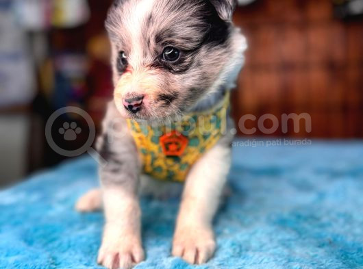 Border Collie Bebekler Için Acele Edin