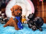 En akıllı apartman köpeği secereli toy poodle yavrularımız