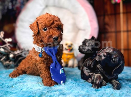 En Akıllı Apartman Köpeği Secereli Toy Poodle Yavrularımız