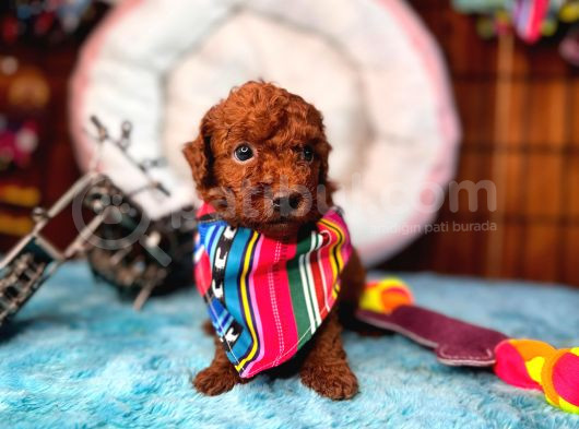En Akıllı Apartman Köpeği Secereli Toy Poodle Yavrularımız görsel