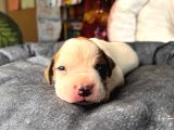 American Bulldog Yavrularımız Güç Sevenlere