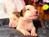 American bulldog yavrularımız güç sevenlere