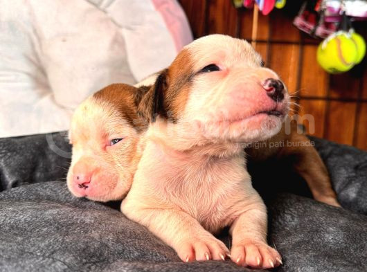 American Bulldog Yavrularımız Güç Sevenlere