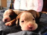 American Bulldog Yavrularımız Güç Sevenlere