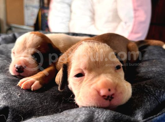 American Bulldog Yavrularımız Güç Sevenlere görsel