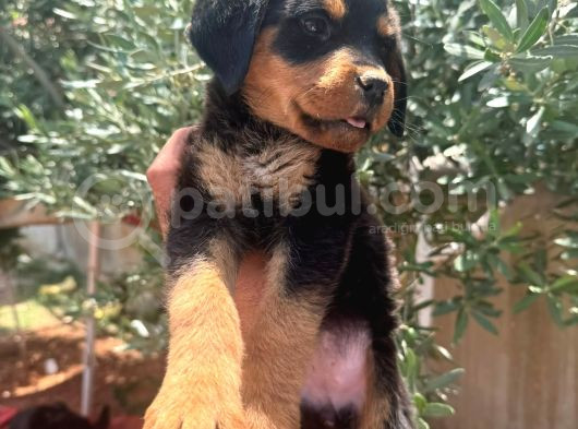 Rotweiller 5500 Tl görsel