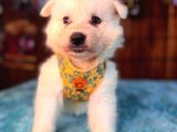 Samoyed Bebekler Için Acele Edin