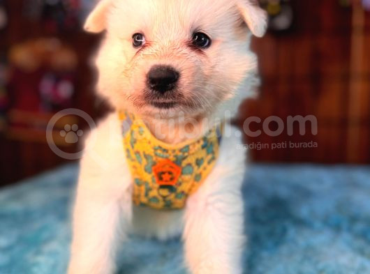 Samoyed Bebekler Için Acele Edin görsel